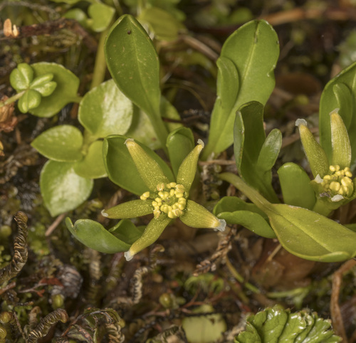 Image of Caltha appendiculata by (c) Pablo Silva, some rights reserved (CC BY)