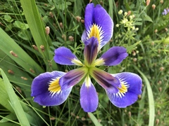 Iris brevicaulis