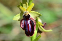 Ophrys sphegodes atrata