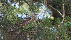 Gray-Barred Wren photo 3