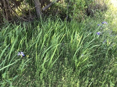 Iris brevicaulis