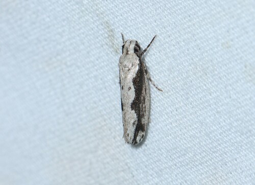 Ethmia semiombra photo 4