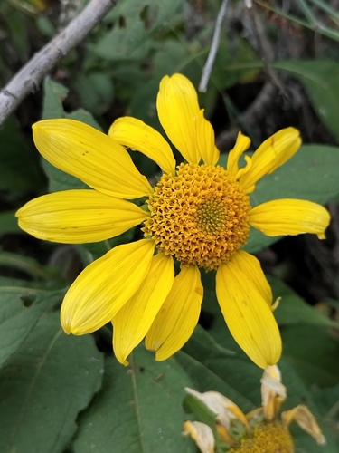 Image of Tithonia Calva (Tithonia calva) by no rights reserved