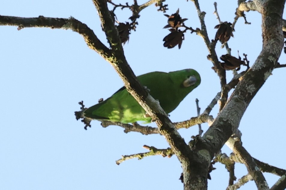 Dusky-billed Parrotlet (Forpus modestus), photo 9