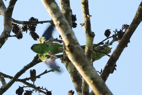 Dusky-billed Parrotlet (Forpus modestus), photo 10