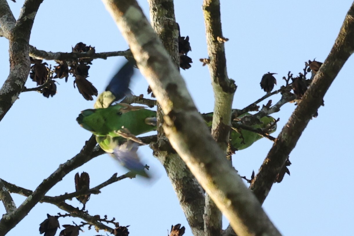 Dusky-billed Parrotlet (Forpus modestus), photo 10