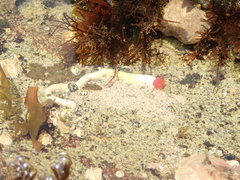 Serpula vermicularis