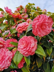 Camellia