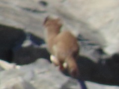 Mustela