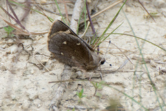 Megathymus streckeri texana
