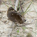 Megathymus streckeri texana - Photo (c) Roger Shaw,  זכויות יוצרים חלקיות (CC BY-NC-SA)