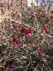 Justicia californica