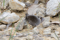Megathymus streckeri texana