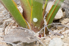 Megathymus streckeri texana