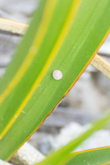 Megathymus streckeri texana