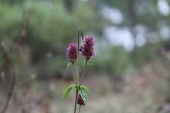Agastache palmeri