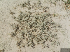 Neurada procumbens
