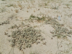 Neurada procumbens