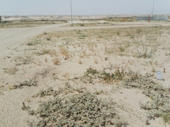 Neurada procumbens
