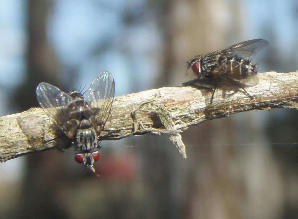 Lixadmontia