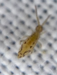 Entomobrya intermedia