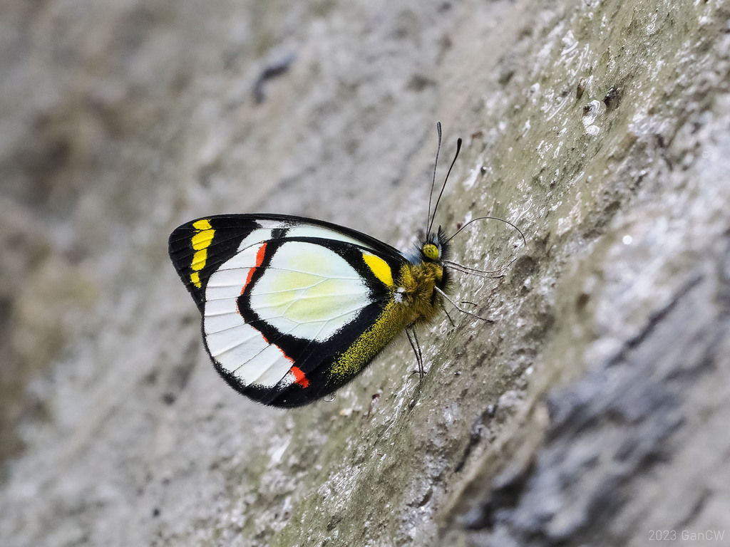 Delias hapalina