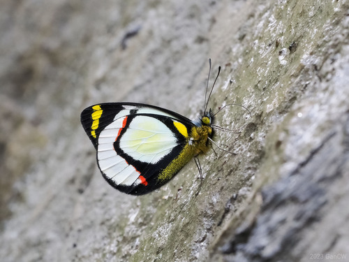 Delias hapalina