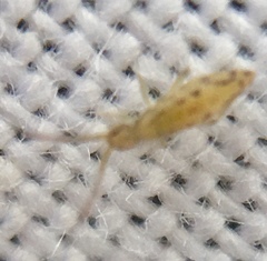 Entomobrya intermedia