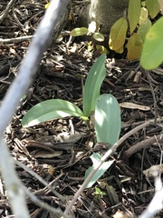 Platanthera elongata