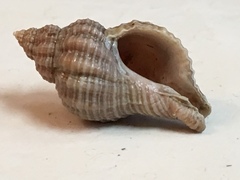 Urosalpinx cinerea image
