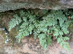 Asplenium montanum image