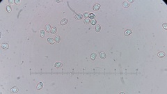 Desarmillaria tabescens image