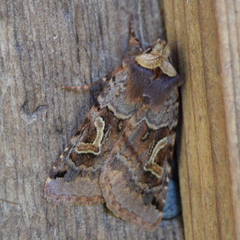Cerastis enigmatica