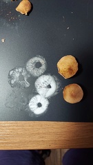 Desarmillaria tabescens image