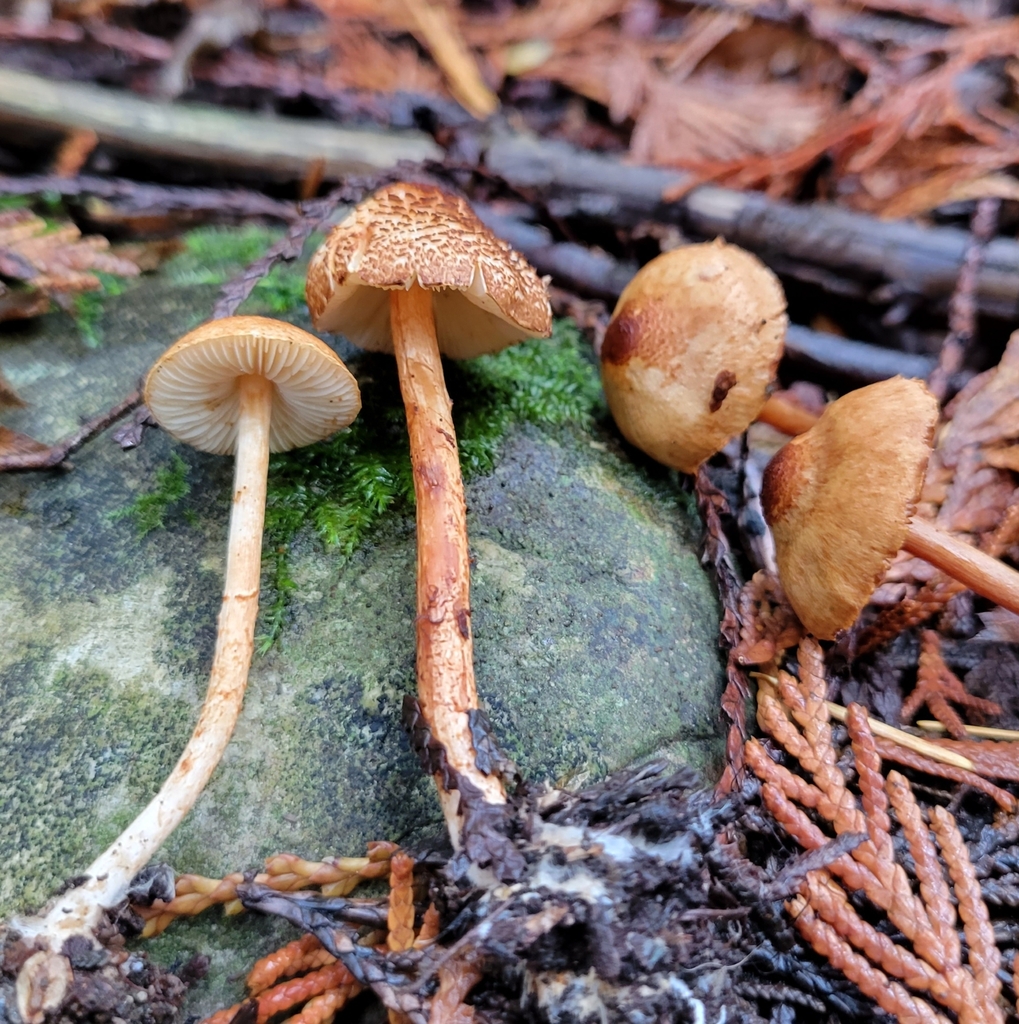 Lepiota sp. 'castanea-PNW21'