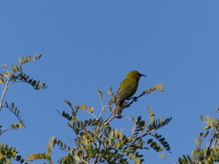 Chlorodrepanis virens wilsoni