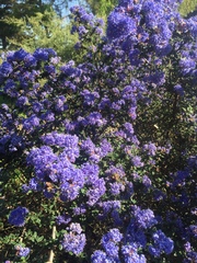 Ceanothus impressus