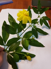 Jasminum mesnyi