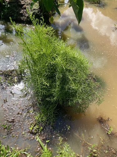 Ceratopteris thalictroides observed 2023-11-03