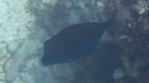 Reticulate Boxfish