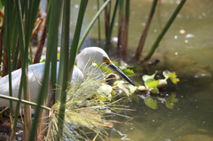 Egretta thula brewsteri