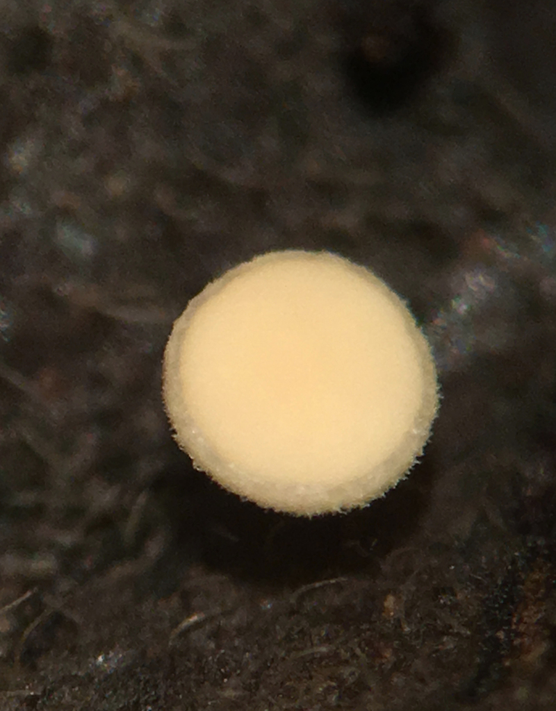 Phaeohelotium pani
