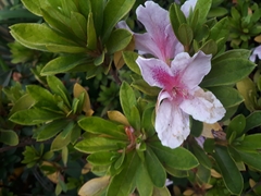 Rhododendron