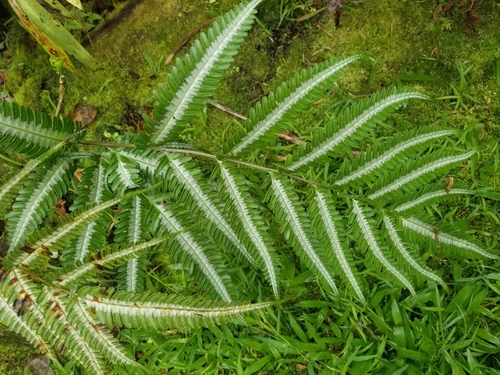 Pteris argyraea