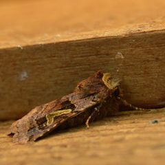 Cerastis enigmatica