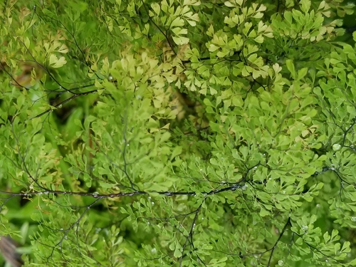 Delta Maidenhair Fern