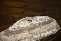 Heliocypha bisignata