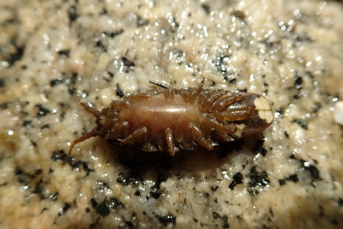 Rockweed isopod photo 5