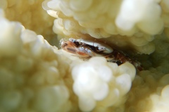 Tetralia nigrolineata