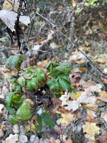 Rubus allegheniensis